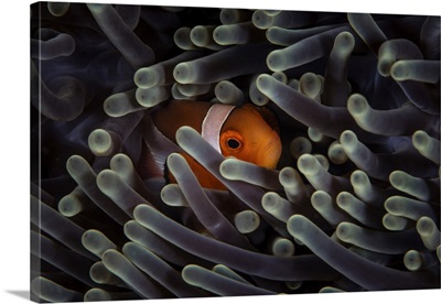 A False Clownfish (Amphiprion Ocellaris) Snuggles Into The Tentacles Of Its Host Anemone