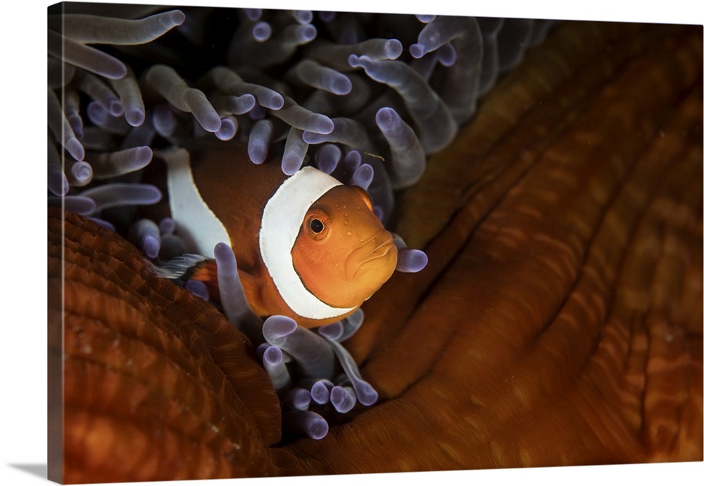 A false clownfish swims among the protective tentacles of its host anemone.