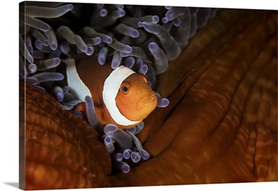 A false clownfish swims among the protective tentacles of its host anemone