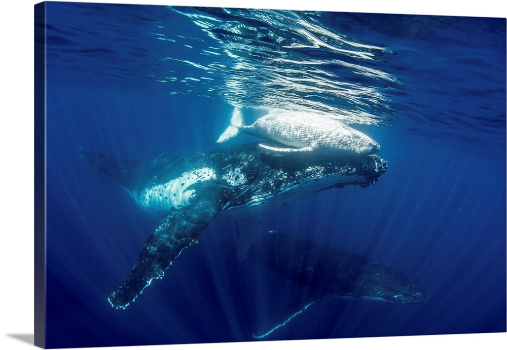 A family of humpback whales swimming through the sea.