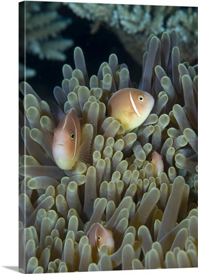 A family of pink anemonefish in anemone, Papua New Guinea