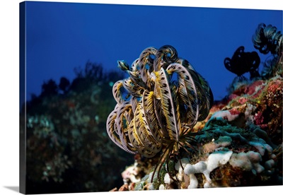 A Feather Star Is Ready To Feed On The Particles That The Current Brings To It