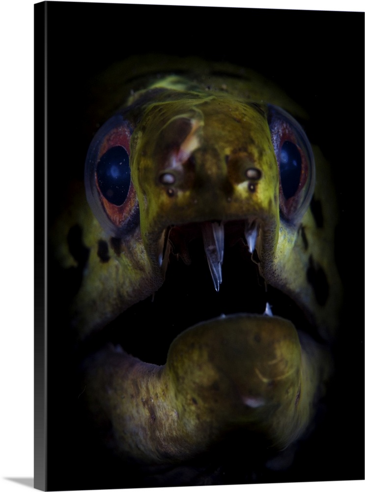 A fimbriated moray eel opens its jaws.