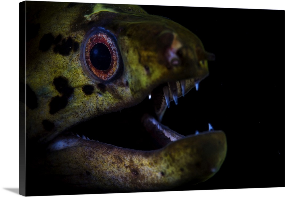 A fimbriated moray eel opens its jaws.