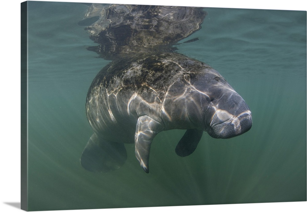 A Florida manatee rises to the surface of Crystal River, Florida.