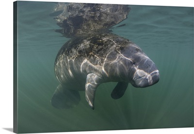 A Florida Manatee Rises To The Surface Of Crystal River, Florida