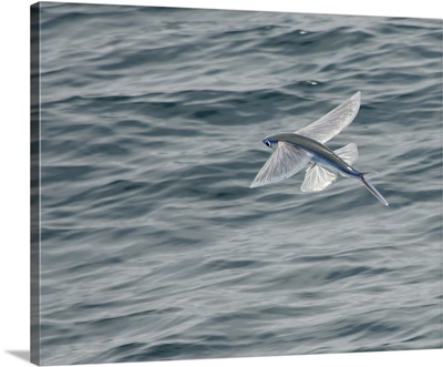A flying fish skims over the surface at Guadalupe Island, Mexico