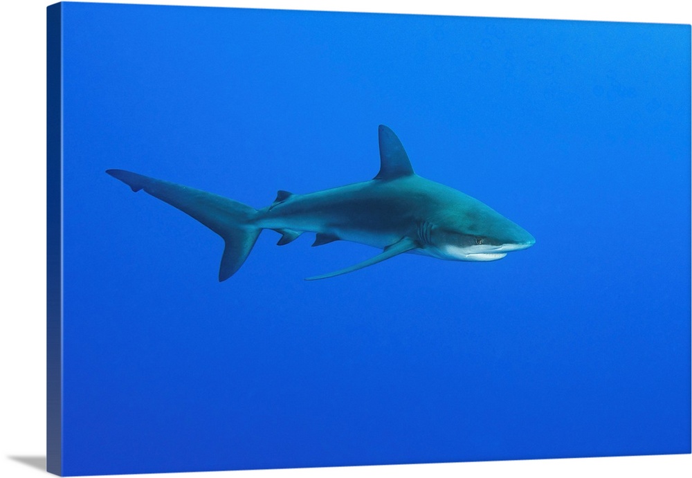 A Galapagos shark swimming in open blue ocean.