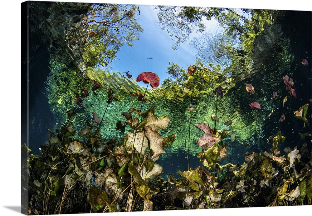 A garden of lilies grows in the mouth of the Nicte Ha Cenote in Mexico.