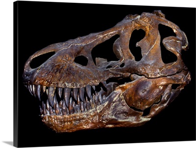 A genuine fossilized skull of a T. Rex