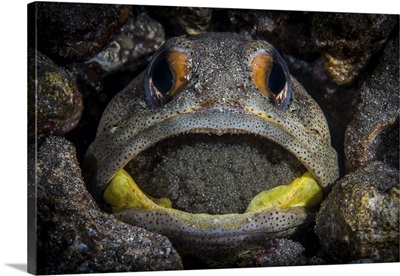 A giant jawfish brooding eggs in its mouth, Sea of Cortez, Mexico