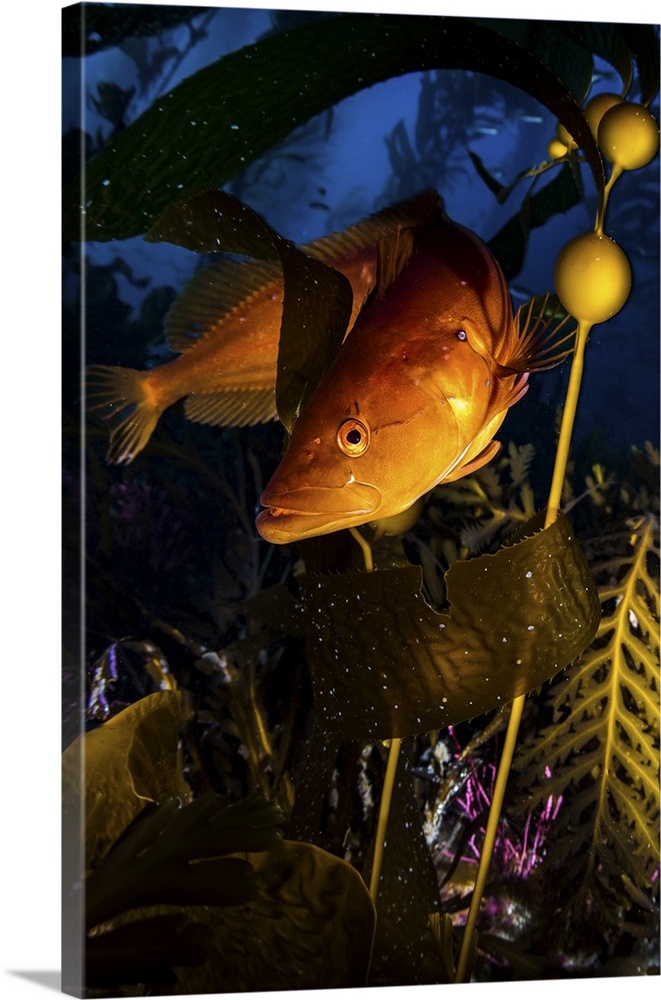 A giant kelp fish at Santa Barbara Island, California.