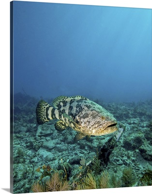 A Goliath Grouper effortlessly floats by a shipwreck off the coast Key Largo, Florida
