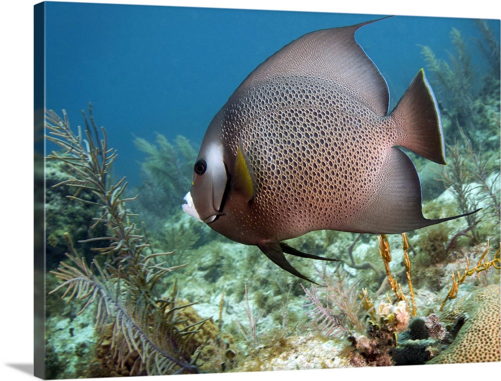 A Gray Angelfish (Pomacanthus arcuatus) swims by diamond and fire corals in the shallow waters of the Atlantic Ocean off t...