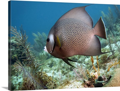 A Gray Angelfish in the shallow waters off the coast of Key Largo, Florida
