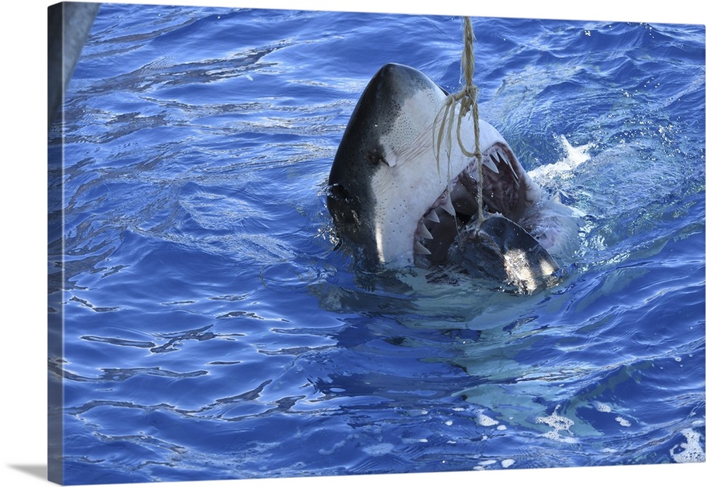 A great white shark attacking tuna at Guadalupe Island, Mexico.