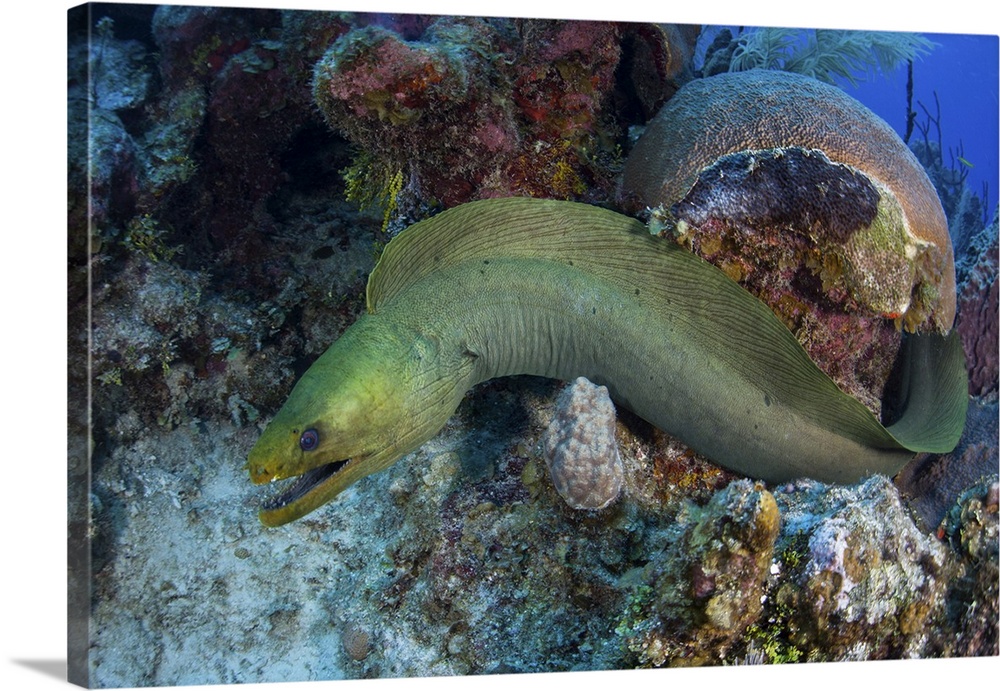 A green moray eel swims over a coral reef on Turneffe Atoll, Belize.
