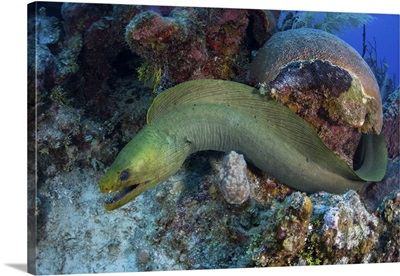 A Green Moray Eel Swims Over A Coral Reef On Turneffe Atoll, Belize