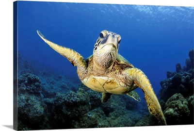 A green sea turtle, Chelonia mydas, Ko'olina, Oahu, Hawaii, North Pacific
