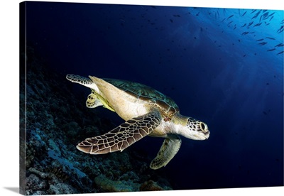 A Green Sea Turtle (Chelonia Mydas), Palau