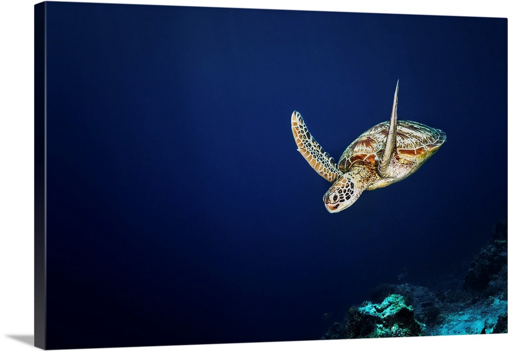 A green sea turtle is starting its dive after a trip to the surface to breath in Sipadan, Malaysia.