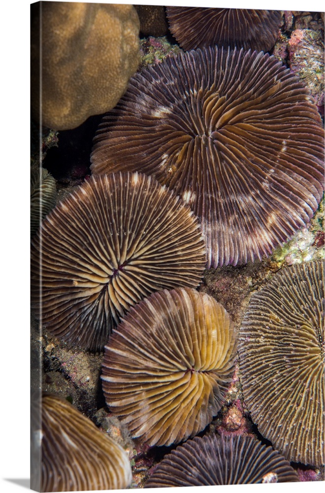 A group of plate corals lies on a reef in Anilao, Philippines.