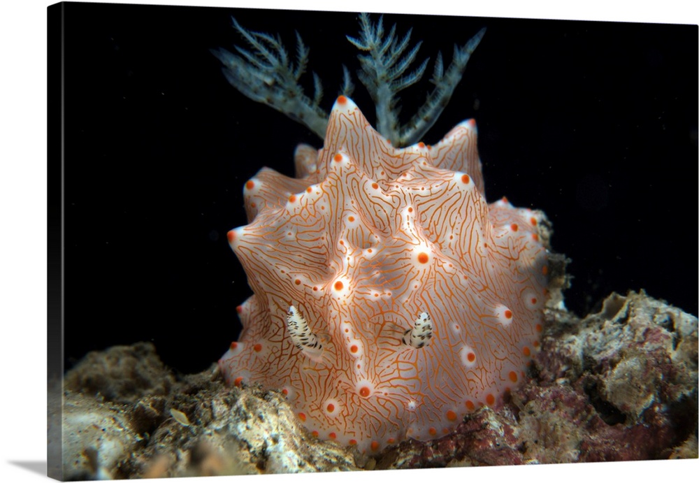 A Halgerda batangas  nudibranch crawls across the black sand seafloor.