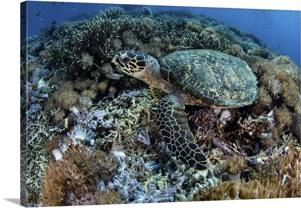A hawksbill sea turtle lays on a reef in Komodo National Park, Indonesia.