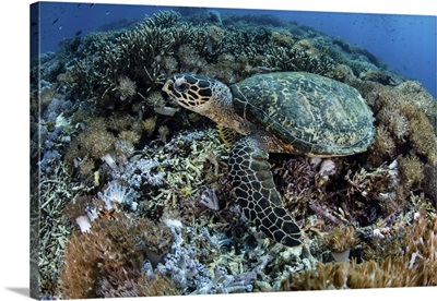 A Hawksbill Sea Turtle Lays On A Reef In Komodo National Park, Indonesia