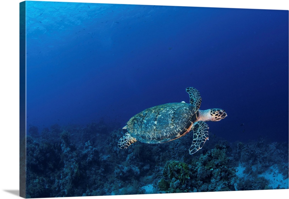 A hawksbill turtle on Sharks Reef in the Red Sea.