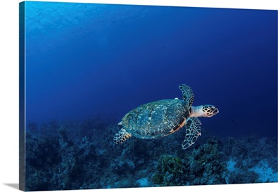 A Hawksbill Turtle On Sharks Reef In The Red Sea