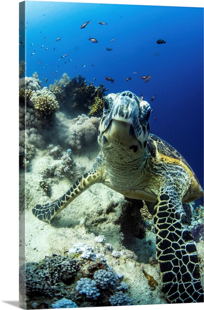 A hawksbill turtle pauses on a coral reef.