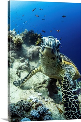A Hawksbill Turtle Pauses On A Coral Reef