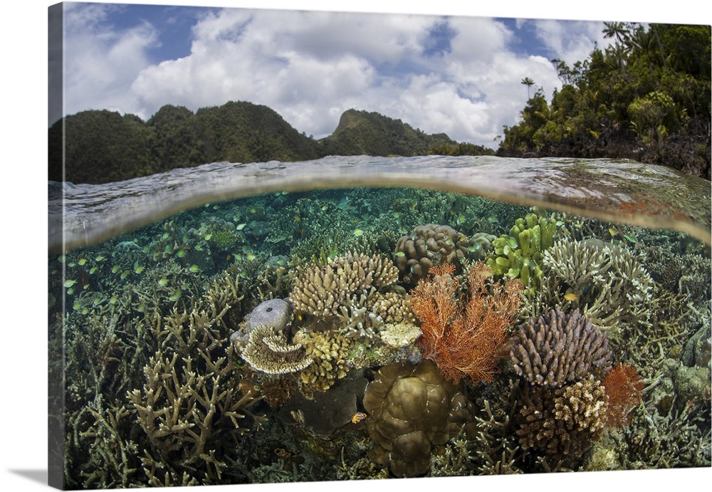 A healthy and colorful coral reef, Raja Ampat, Indonesia.