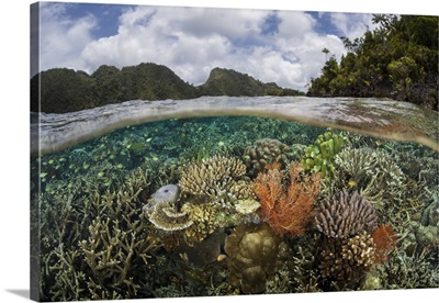 A Healthy And Colorful Coral Reef, Raja Ampat, Indonesia