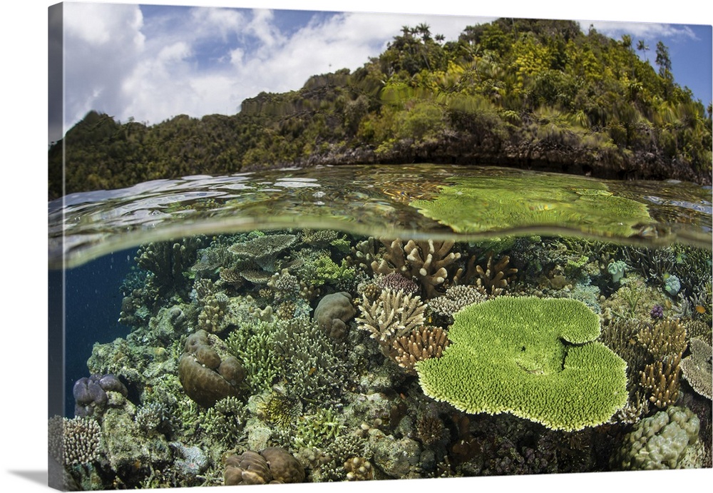 A healthy and colorful coral reef, Raja Ampat, Indonesia.