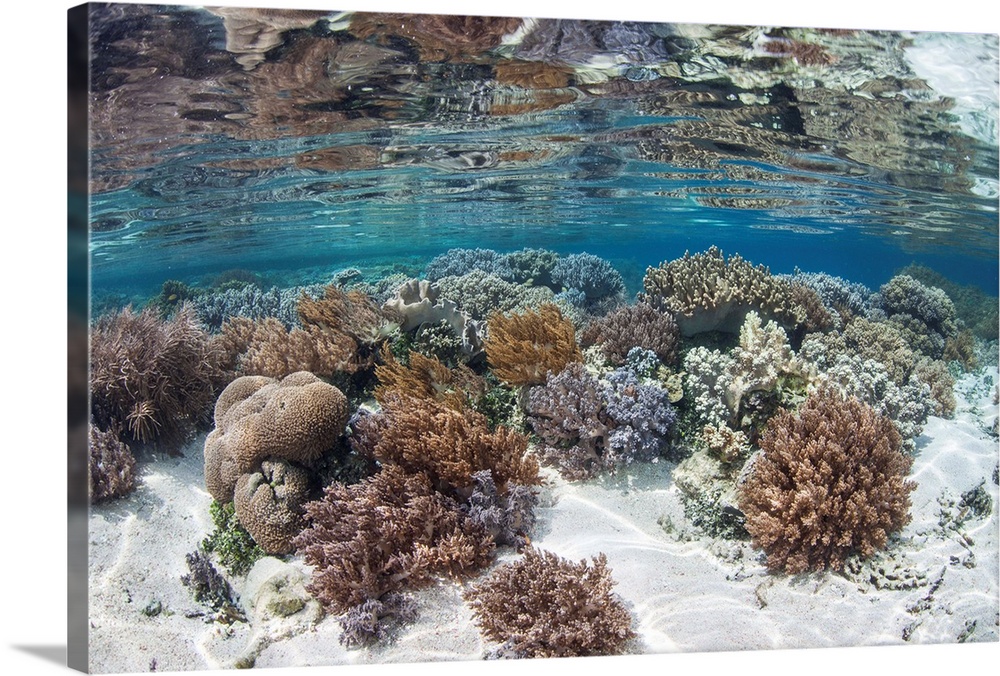 A healthy and diverse coral reef grows in Raja Ampat, Indonesia.