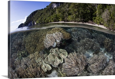 A healthy coral reef grows along the edge of limestone islands in Raja Ampat, Indonesia.