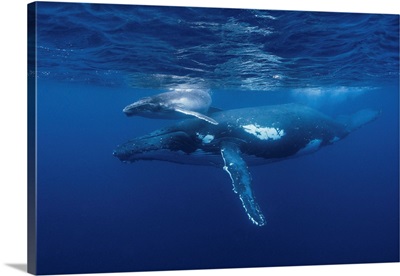 A Humpback Whale And Her Calf Play Near The Surface