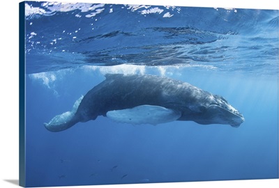 A Humpback Whale Calf In The Caribbean Sea