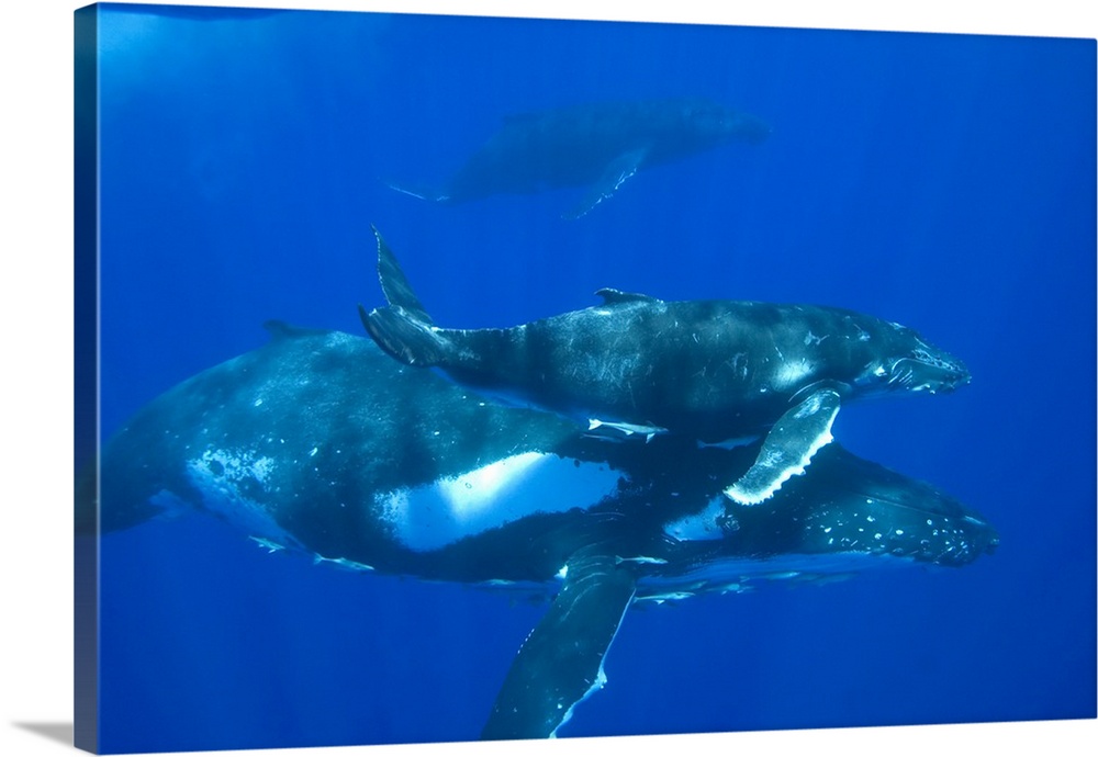 A humpback whale (Megaptera novaeangliae) mother and calf, with a third whale visible in background. Note remoras hitching...