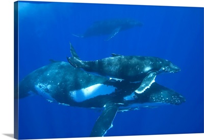 A humpback whale mother and calf, with a third whale visible in background.