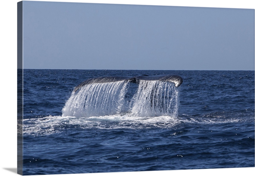 A humpback whale raises its powerful tail as it dives into the Caribbean Sea.