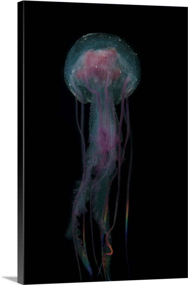 A jellyfish (Pelagia noctiluca) swims in Raja Ampat, Indonesia.