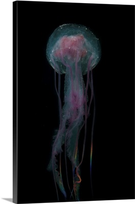 A Jellyfish (Pelagia Noctiluca) Swims In Raja Ampat, Indonesia