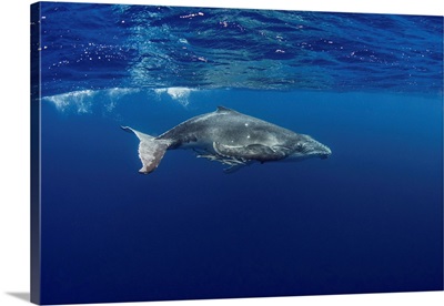 A Juvenile Humpback Whale At The Surface