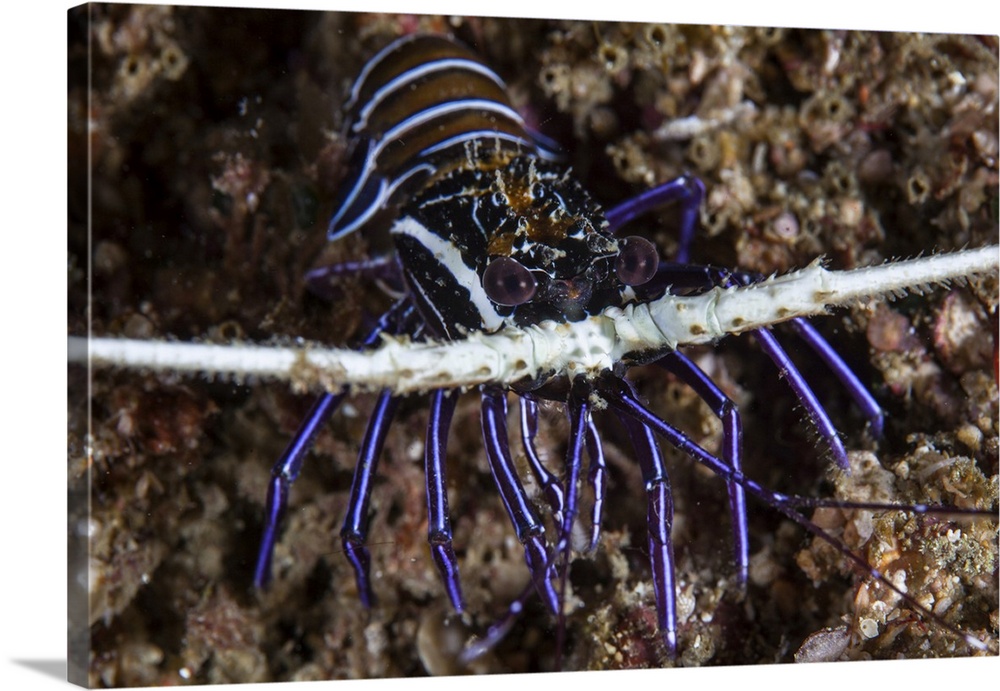 A juvenile painted spiny lobster (Panulirus versicolor).