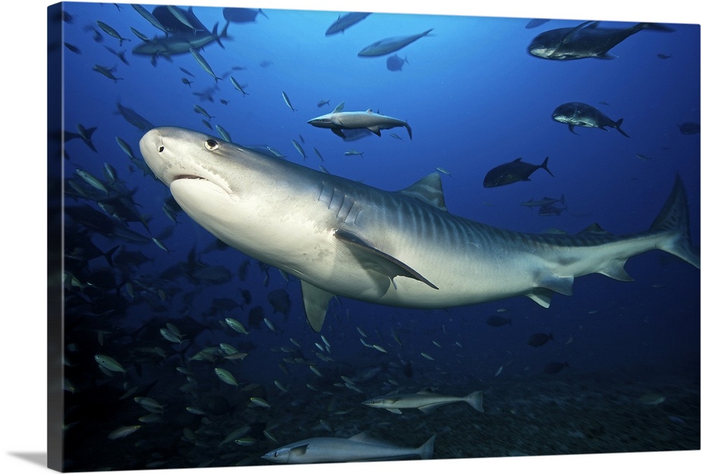 A large 10 foot Tiger Shark swims into the feeding zone, Fiji.