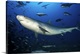image thumbnail of A large 10 foot Tiger Shark swims into the feeding zone, Fiji.