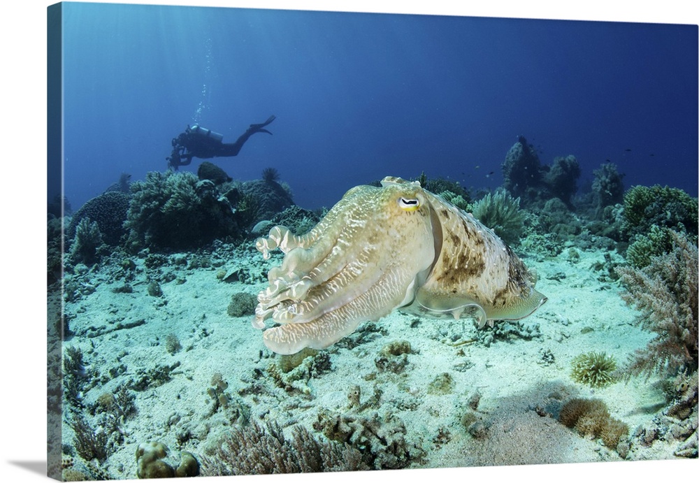 A large broadclub cuttlefish, Sepia latimanus, hovers over a coral reef.